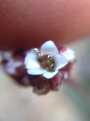 Micranthes eriophora