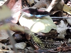 Lexias pardalis dirteana