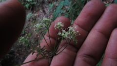 Myrrhidendron glaucescens