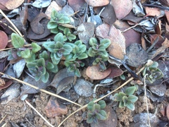 Monardella macrantha