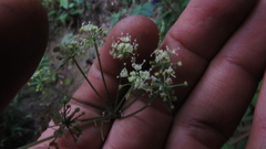 Myrrhidendron glaucescens