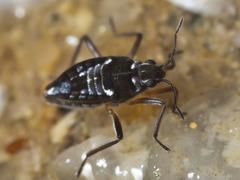 Nesidovelia peramoena