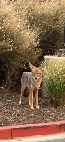 Coyote photographed in Nevada