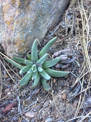 Dudleya pauciflora