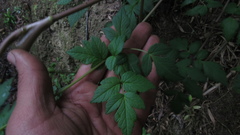 Myrrhidendron glaucescens