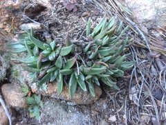 Dudleya pauciflora