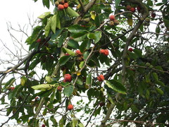 Maclura tricuspidata