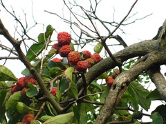 Maclura tricuspidata