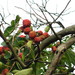 Chinese Mulberry - Photo (c) onidiras-iNaturalist, some rights reserved (CC BY-NC), uploaded by onidiras-iNaturalist