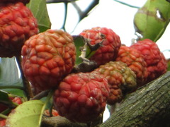 Maclura tricuspidata