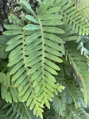 Pleopeltis michauxiana