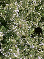 Apis mellifera
