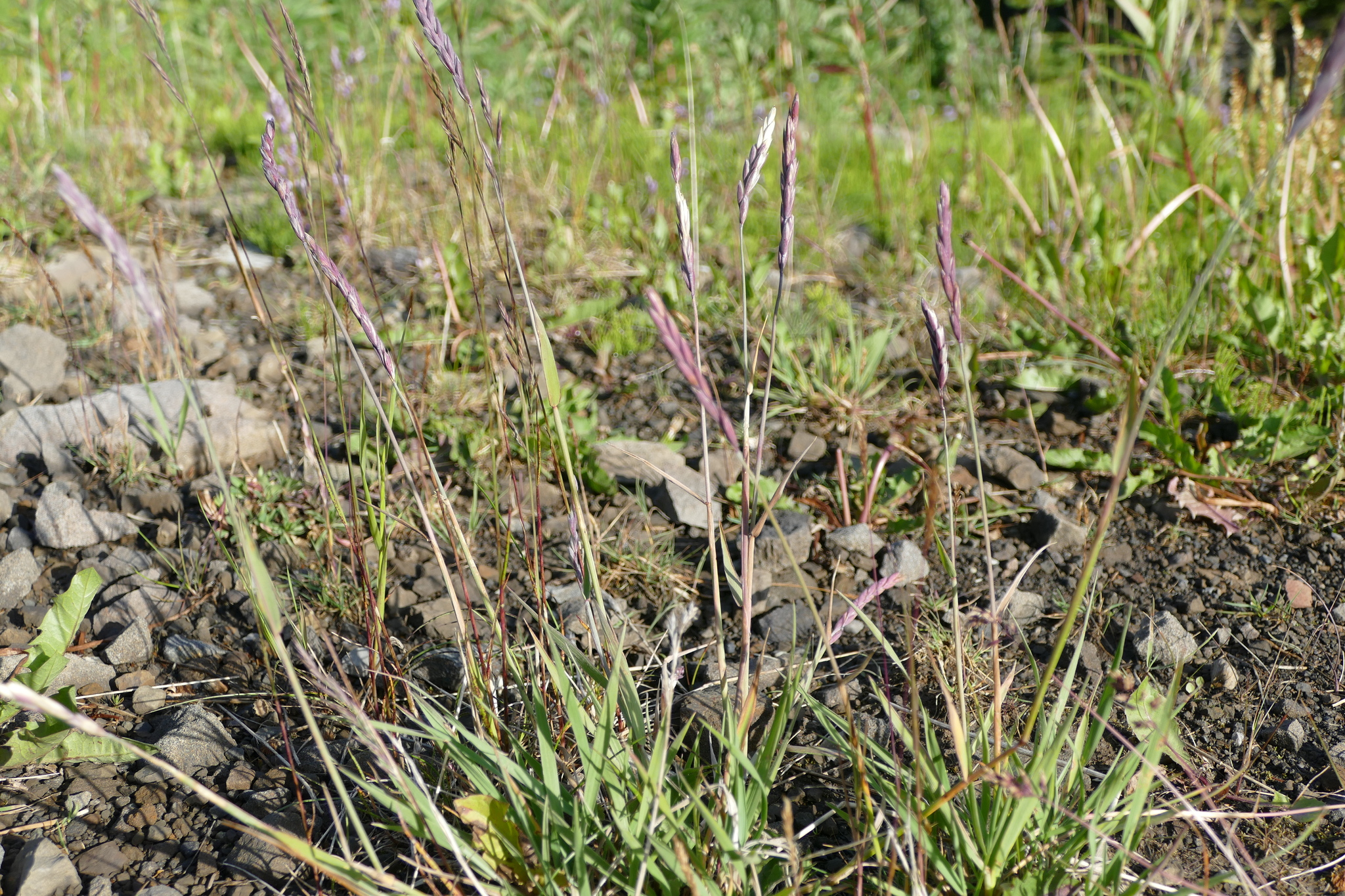 Elymus violaceus