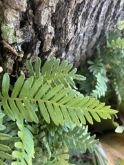 Pleopeltis michauxiana