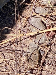 Nerodia sipedon