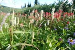 Sanguisorba