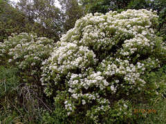 Veronica subfulvida
