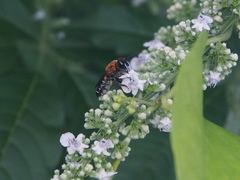 Megachile umbripennis