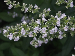 Vitex negundo cannabifolia
