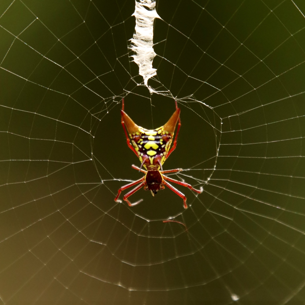 orb weavers