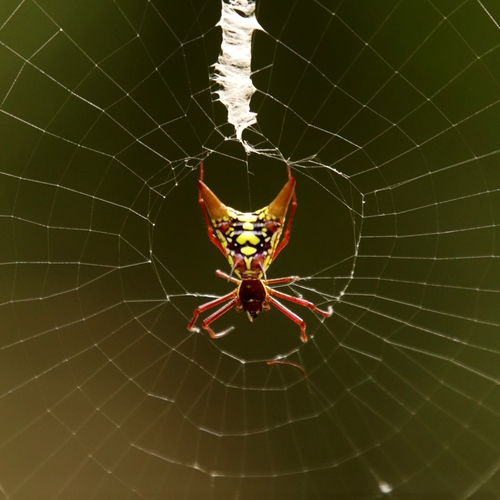 Micrathena sexspinosa