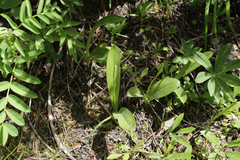 Platanthera unalascensis