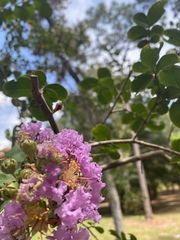 Lagerstroemia