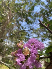 Lagerstroemia