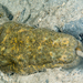 Brown Curryfish Sea Cucumber - Photo (c) David R, some rights reserved (CC BY-NC), uploaded by David R