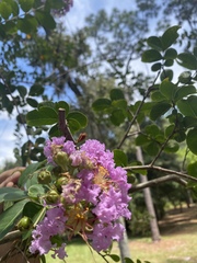 Lagerstroemia