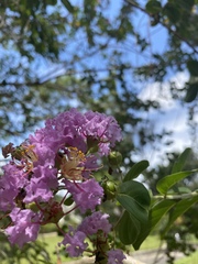 Lagerstroemia