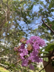 Lagerstroemia