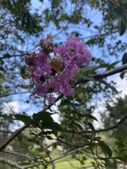 Lagerstroemia