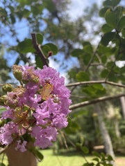 Lagerstroemia