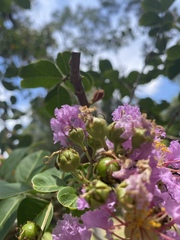Lagerstroemia