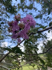 Lagerstroemia