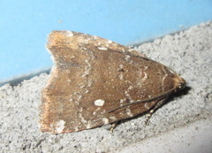 Amyna stellata