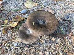 Melanoleuca brevipes