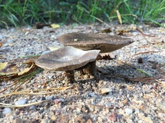 Melanoleuca brevipes