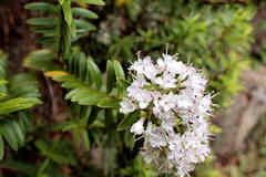 Veronica subfulvida