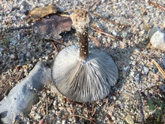 Melanoleuca brevipes