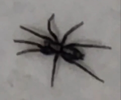 Herpyllus ecclesiasticus