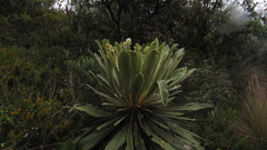 Espeletia rabanalensis