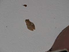 Dendropsophus columbianus