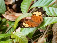 Cupha erymanthis lotis
