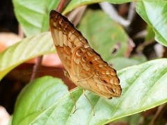 Cupha erymanthis lotis