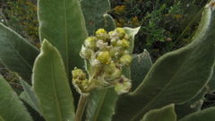 Espeletia rabanalensis