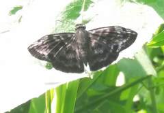 Ebrietas anacreon