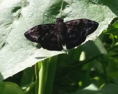 Ebrietas anacreon
