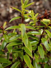 Veronica subfulvida